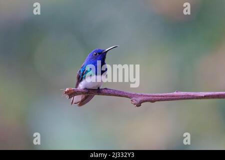 Weißhalsige Jakobiner-Kolibri - hoch gelegene Florisuga mellivora Cartago Province, Costa Rica BI033561 Stockfoto