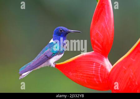 Weißhalsige Jakobiner-Kolibri - auf der Heliconia Florisuga mellivora Sarapiqui, Costa Rica BI033565 Stockfoto