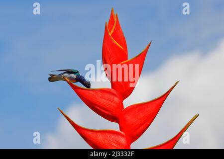 Weißhalsige Jakobiner-Kolibri - auf der Heliconia Florisuga mellivora Sarapiqui, Costa Rica BI033570 Stockfoto