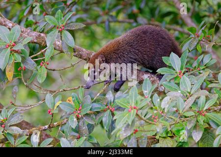 Coatimundi mit weißen Nosen - Fütterung am Feigenbaum Nasua nasua La Fortuna, Costa Rica MA004100 Stockfoto