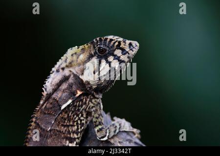 Glatter behelmetter Leguan Corytophanes cristatus Sarapiqui, Costa Rica RE000419 Stockfoto