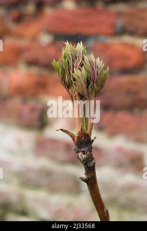 Frühlingsszene mit jungen Baum-Pfingstrosen-Blättern an der Ziegelwand Stockfoto