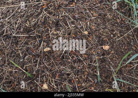 Anthill Aus Holz. Nahaufnahme der Armee von roten Ameisen, die im Nest kriechen, aus Ästen, Samen und Stroh Stockfoto