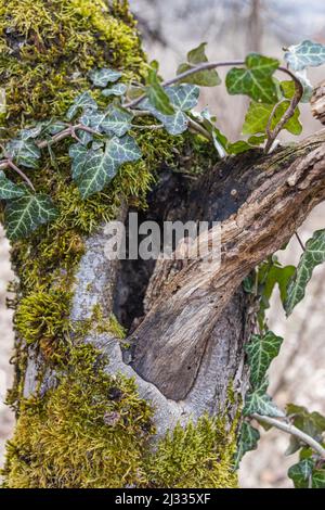 Baumhohl im alten moosbedeckten Stumpf, in einem großen Wald gelegen, nahe, Hintergrund Stockfoto