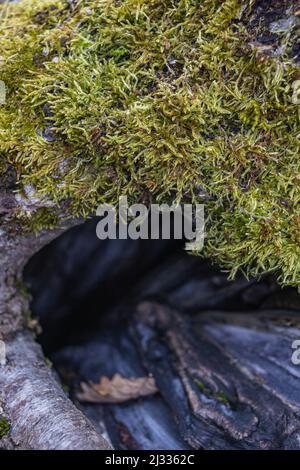 Baumhohl im alten moosbedeckten Stumpf, in einem großen Wald gelegen, nahe, Hintergrund Stockfoto