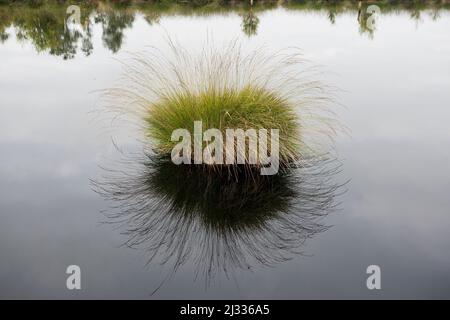 Pietzmoor, Schneverdingen, Naturpark Lüneburger Heide, Niedersachsen, Deutschland Stockfoto