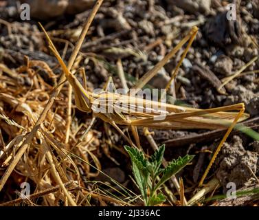 Truxalis nasuta. Schräg gesichtige Grasshopper Stockfoto