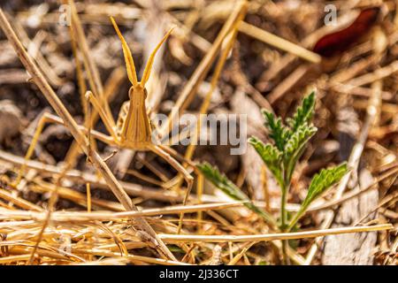 Truxalis nasuta. Schräg gesichtige Grasshopper Stockfoto