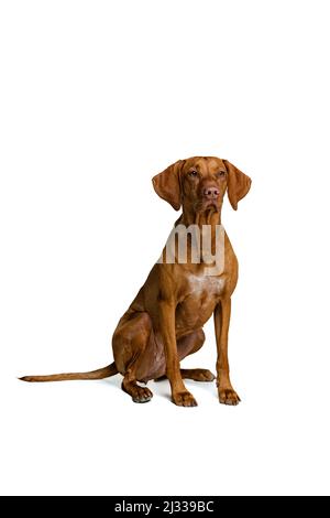 Studio-Aufnahme von entzückenden braunen Kurzhaar Drathaar, reinrassige Hund posiert isoliert auf weißem Hintergrund. Konzept von Tier, Haustiere, Schönheit, Rasse, Titel Stockfoto