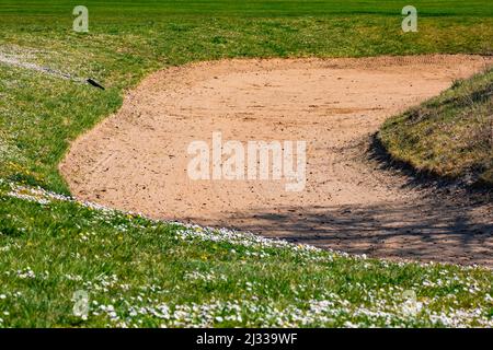Gänseblümchen auf dem Rasen eines deutschen Golfplatzes neben einem Sandbunker im Frühjahr Stockfoto