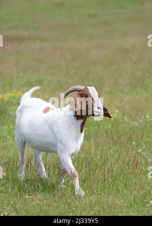 Boer-Ziegenbock-Männchen mit Hörnern, der durch das Farmfeld in Kanada spaziert Stockfoto