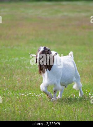 Boer-Ziegenbock-Männchen mit Hörnern, der durch das Farmfeld in Kanada spaziert Stockfoto