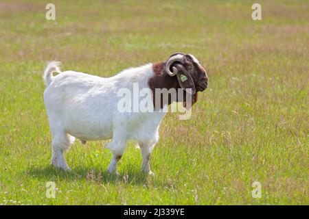 Boer-Ziegenbock-Männchen mit Hörnern, der durch das Farmfeld in Kanada spaziert Stockfoto