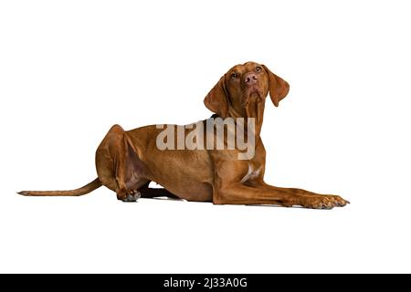 Studio-Aufnahme von entzückenden braunen Kurzhaar Drathaar, reinrassige Hund posiert isoliert auf weißem Hintergrund. Konzept von Tier, Haustiere, Schönheit, Rasse, Titel Stockfoto