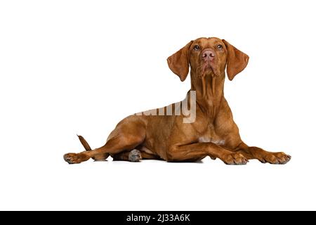 Studio-Aufnahme von entzückenden braunen Kurzhaar Drathaar, reinrassige Hund posiert isoliert auf weißem Hintergrund. Konzept von Tier, Haustiere, Schönheit, Rasse, Titel Stockfoto