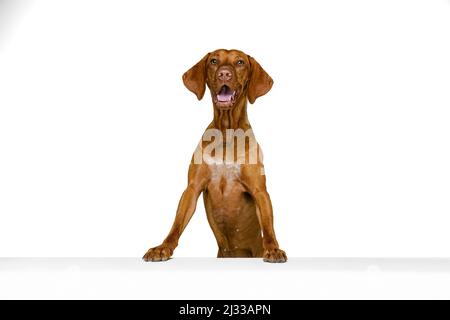 Studio-Aufnahme von entzückenden braunen Kurzhaar Drathaar, reinrassige Hund posiert isoliert auf weißem Hintergrund. Konzept von Tier, Haustiere, Schönheit, Rasse, Titel Stockfoto