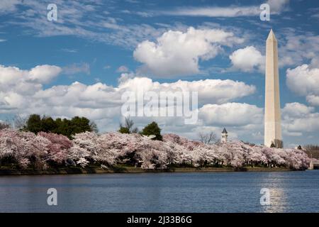 Washington Monument und Kirschblüten um Tidal Basin, Washington, D.C. Stockfoto