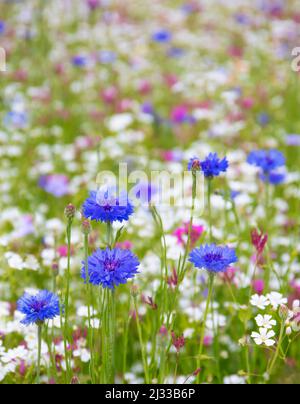 Wilde Kornblumen. Stockfoto