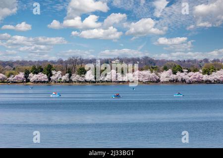 Washington, D.C., Kirschblüten.  Paddel-Boot fahren auf dem Gezeiten-Bassin.  Custis Lee Mansion auf Hügel im Hintergrund. Stockfoto