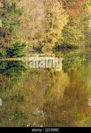 Herbst im Fair Oak Valley mit einem der drei großen Waldbecken mit Bäumen, die ihre wunderschönen Herbstfarben und Farbtöne auf Cannock Chase zeigen Stockfoto