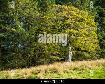 Ein einzelner Baum am Rande eines Waldes mit wunderschönen herbstlichen Farben. Stockfoto