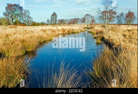 Goldenes Grasland mit Womere Pool im Winter Cannock Chase Country Park AONB (Gebiet von außergewöhnlicher natürlicher Schönheit) in Staffordshire England Stockfoto