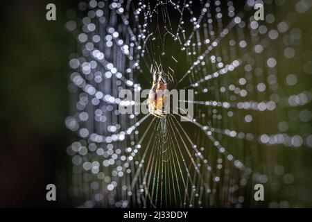 In der Mitte des Netzes sitzt eine Spinne aus dem Orb Weaver, während das Licht die morgendlichen Tautropfen fängt. East Sussex, Großbritannien Stockfoto