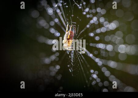 In der Mitte des Netzes sitzt eine Spinne aus dem Orb Weaver, während das Licht die morgendlichen Tautropfen fängt. East Sussex, Großbritannien Stockfoto