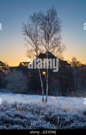 Silberbirken bei Sonnenaufgang am frostigen Wintermorgen, Newtown Common, in der Nähe von Newbury, Vereinigtes Königreich, Europa Stockfoto