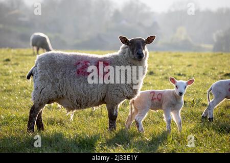 Mutterschafe und Lamm in der Abendsonne im Frühling, Burwash, East Sussex, England, Vereinigtes Königreich, Europa Stockfoto