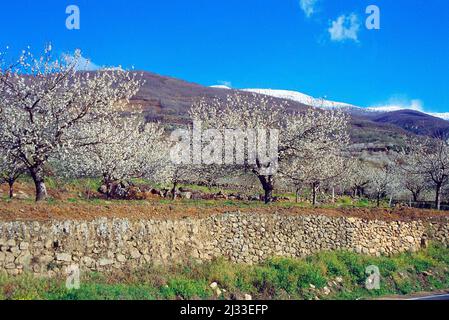 Blühenden Kirschbäumen. Jerte Tal, Provinz Caceres, Extremadura, Spanien. Stockfoto