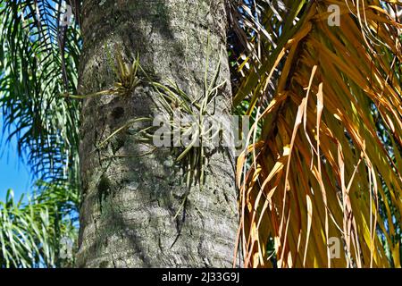 Epiphytische Pflanze, Mistelkaktus auf Palmenstamm (Rhipsalis baccifera) Stockfoto