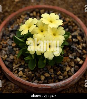 Nahaufnahme der gelben Blüten von Primula Lindus Saffron. Stockfoto