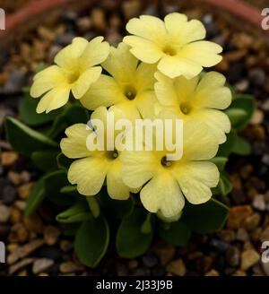 Nahaufnahme der gelben Blüten von Primula Lindus Saffron. Stockfoto