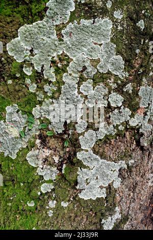 Flechten auf Baumstamm im tropischen Regenwald (Detail) Stockfoto