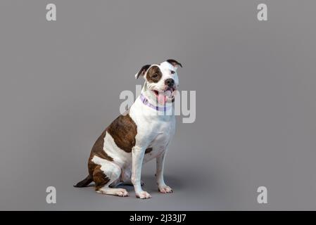 Niedlicher staffordshire Terrier im Studio auf grauem Hintergrund. Haushund posiert vor dem Hintergrund. Pit Mix Rettungshund. Stockfoto
