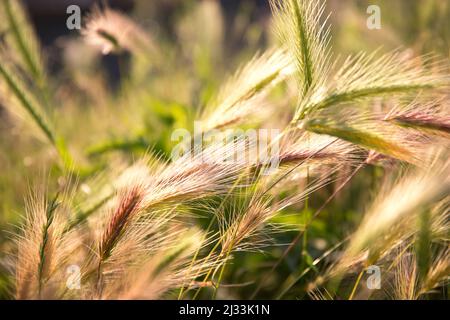 Natürliche rosa, grüne und goldene Weizenohren sonnenbeschienenen auf einem Feld Stockfoto