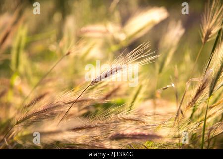 Natürliche rosa, grüne und goldene Weizenohren sonnenbeschienenen auf einem Feld Stockfoto