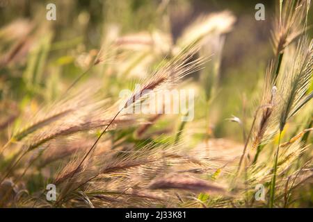 Natürliche rosa, grüne und goldene Weizenohren sonnenbeschienenen auf einem Feld Stockfoto