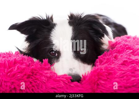 Junger Border Collie Hund auf einem rosa Kissen liegend Stockfoto