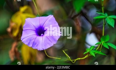 Selektiver Fokus auf Lavendel gefärbte Cairo Morning Glory oder Ipomoea cairica Flowers. Stockfoto