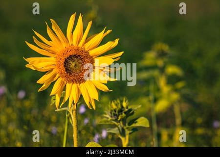 Eine auffallende gelbe Sonnenblume bei Sonnenuntergang vor einer Wiese mit bunten Blumen Stockfoto