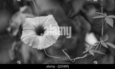 Schwarz-weißes Foto der Ipomoea-Blume. Ipomoea blüht zwischen Grasblättern neben einem trockenen, gebrochenen Holzstab und einer Blütenknospe. Stockfoto