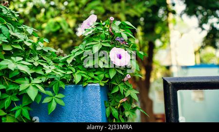 Grüne Blätter und lila Blüten, krautige Pflanze hat den wissenschaftlichen Namen Ipomoea cairica Stockfoto