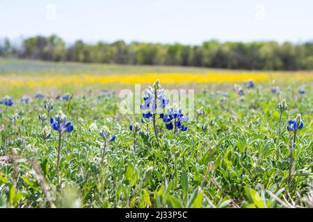 Nahaufnahme einiger schöner, blauer Bluebonnet-Blumen, die an einem sonnigen Frühlingsmorgen auf einer Wiese blühen, mit einem hellen Fleck gelber Blüten im Unklaren Stockfoto