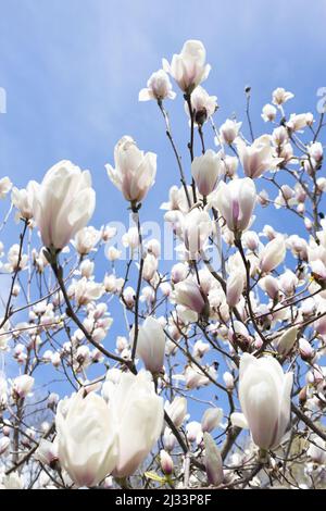 Weiße Blüten auf einem Magnolienbaum vor einem blauen Himmel. Stockfoto