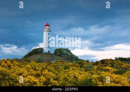 Blühender Besen am Dornbusch, Ginster, Leuchtturm, Hiddensee, Ostsee, Mecklenburg-Vorpommern, Deutschland Stockfoto