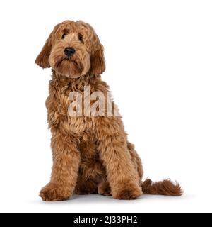 Liebenswert rot abricot Cobberdog alias Labradoodle Hund Welpen, sitzen nach vorne. Neugierig neben die Kamera schauen. Isoliert auf weißem Hintergrund. Stockfoto