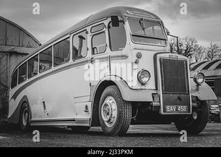 Monochrome Nahaufnahme von 512 Leyland Tiger PS1 (1948) Oldtimer-Bus, Reisebus (Doppelkarosserie A). Stockfoto