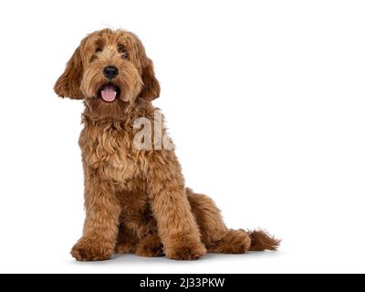 Liebenswert rot abricot Cobberdog aka Labradoodle Hund Welpen, sitzen nach vorne. Neugierig direkt zur Kamera mit pinkfarbener Zunge. Isoliert Stockfoto